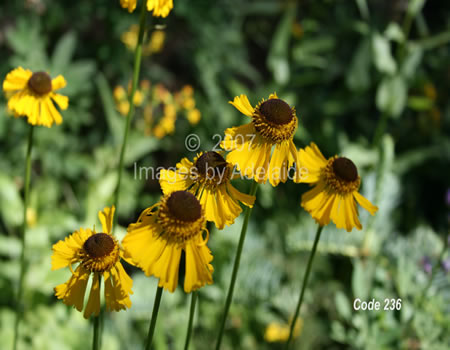 Coneflowers